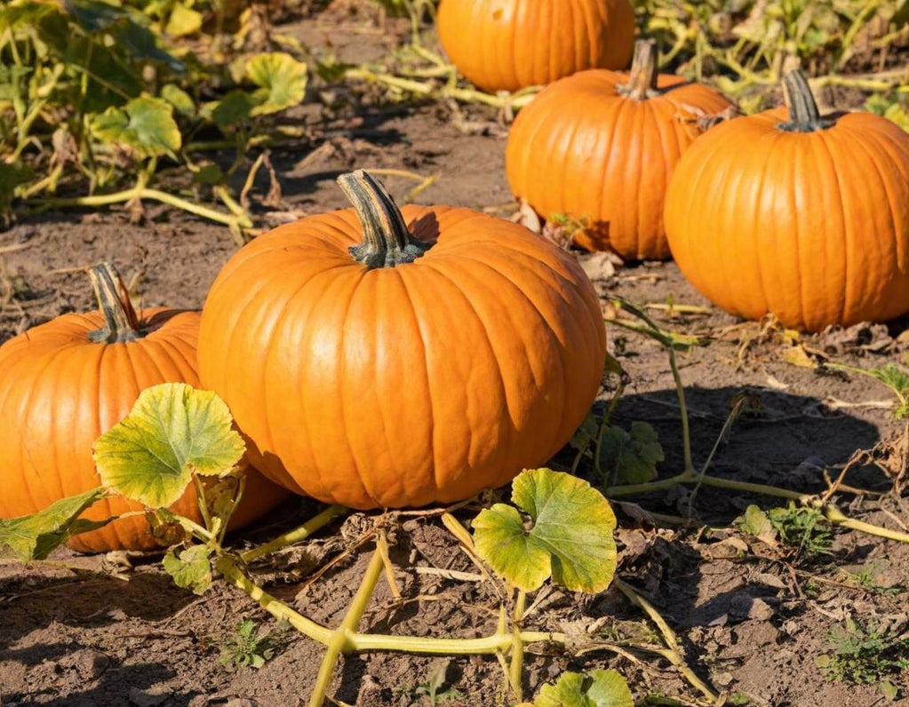 Mammoth Gold Pumpkin