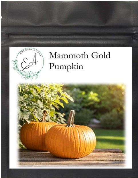 Mammoth Gold Pumpkin