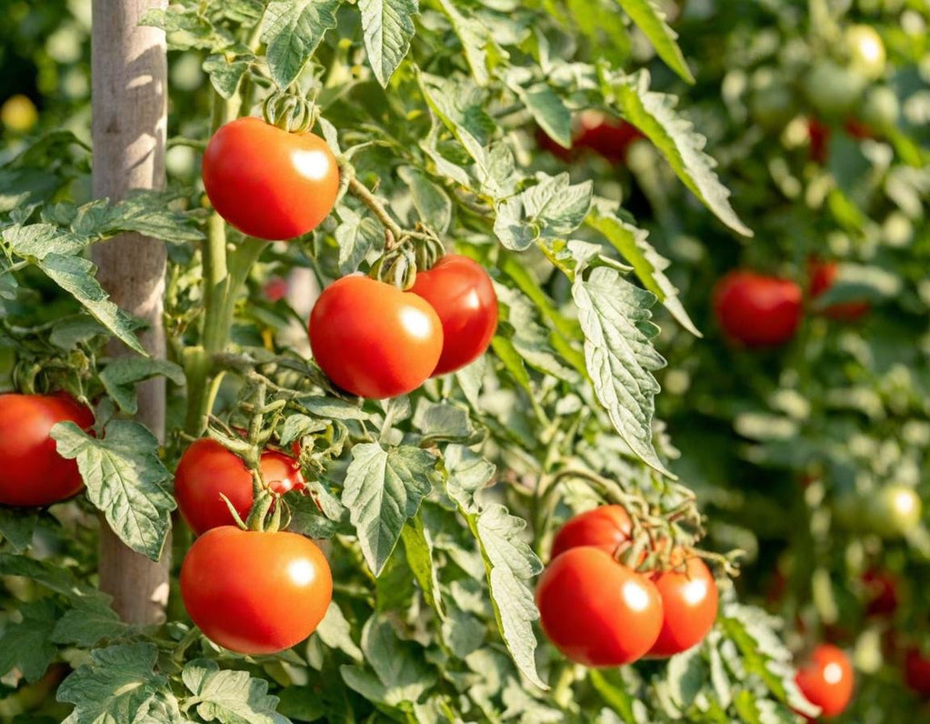 Moneymaker Organic Tomato