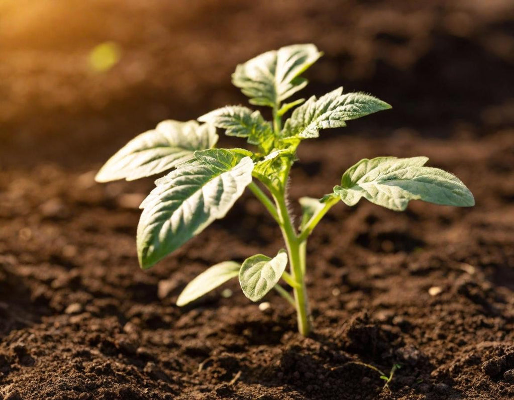 Moneymaker Organic Tomato