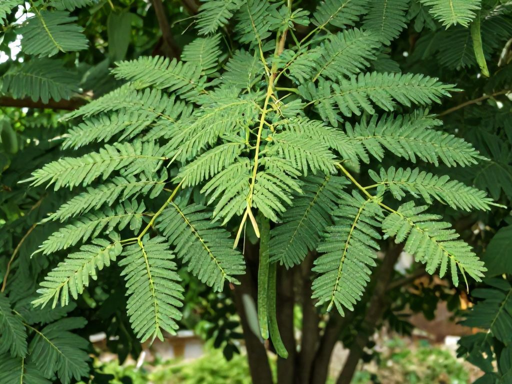 Moringa
