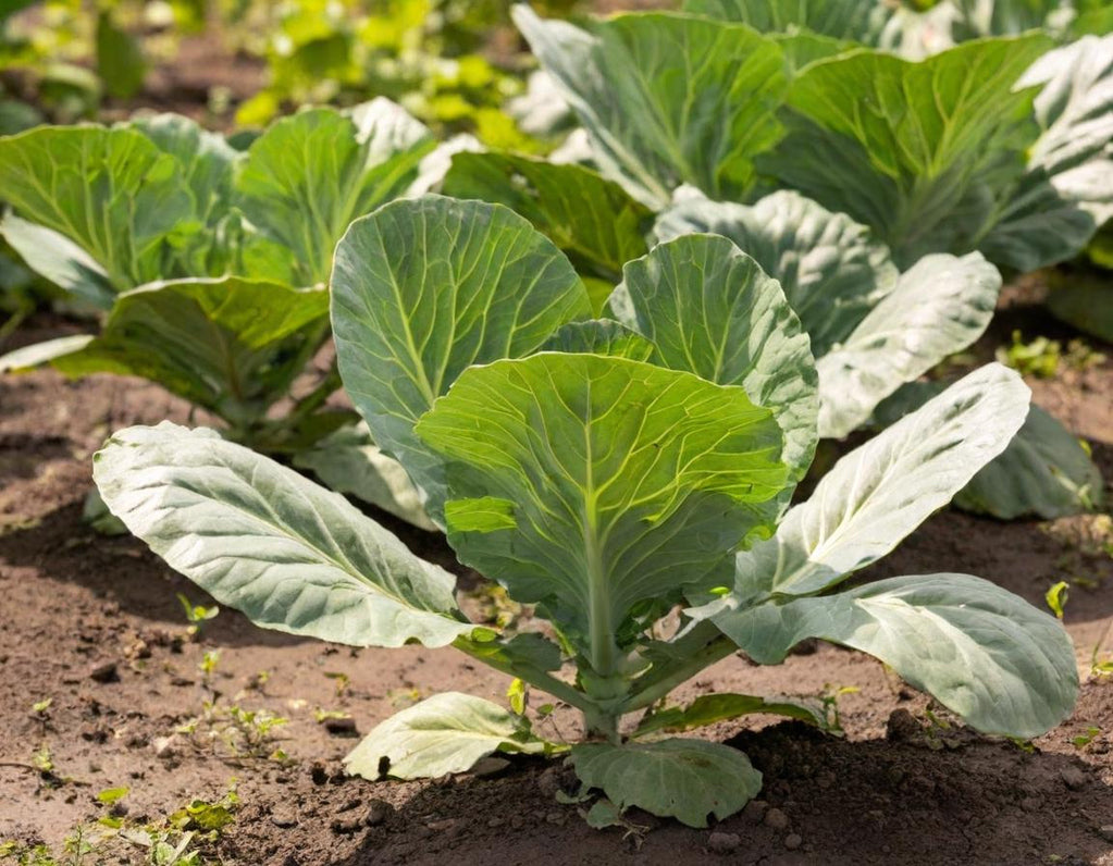 Morris Heading Collards