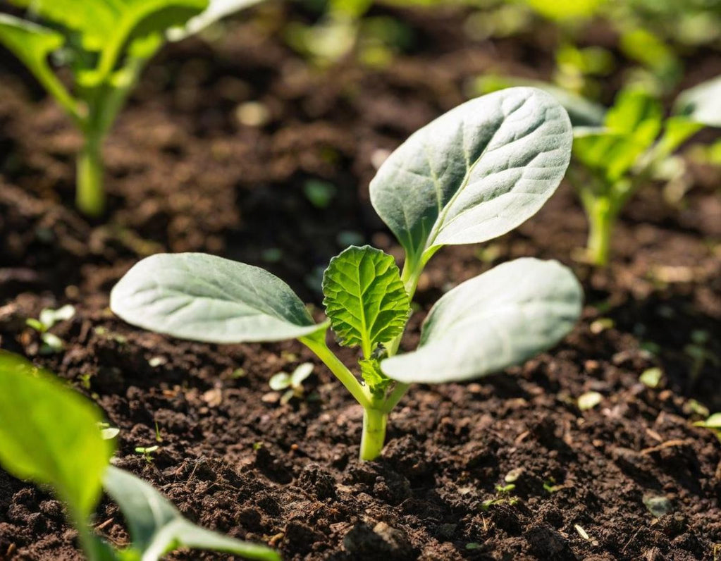 Morris Heading Collards