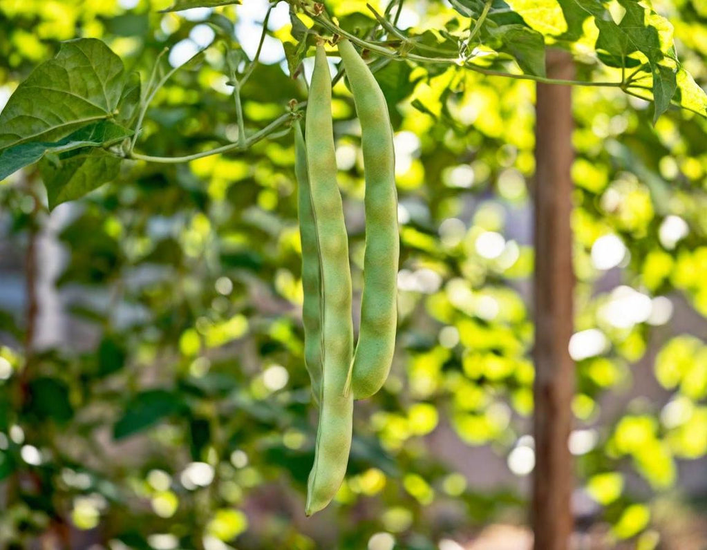 Mortgage Lifter Beans