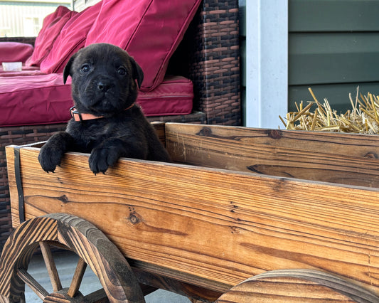 Orange Collar - Brindle Female