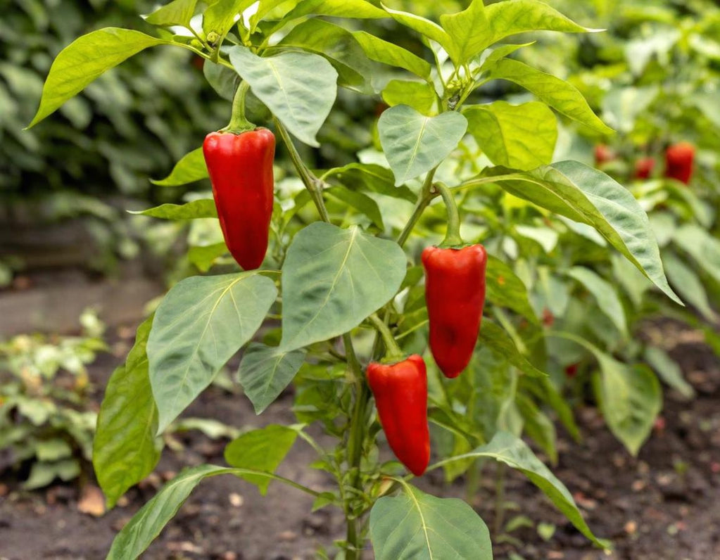 Alma Paprika Sweet Peppers