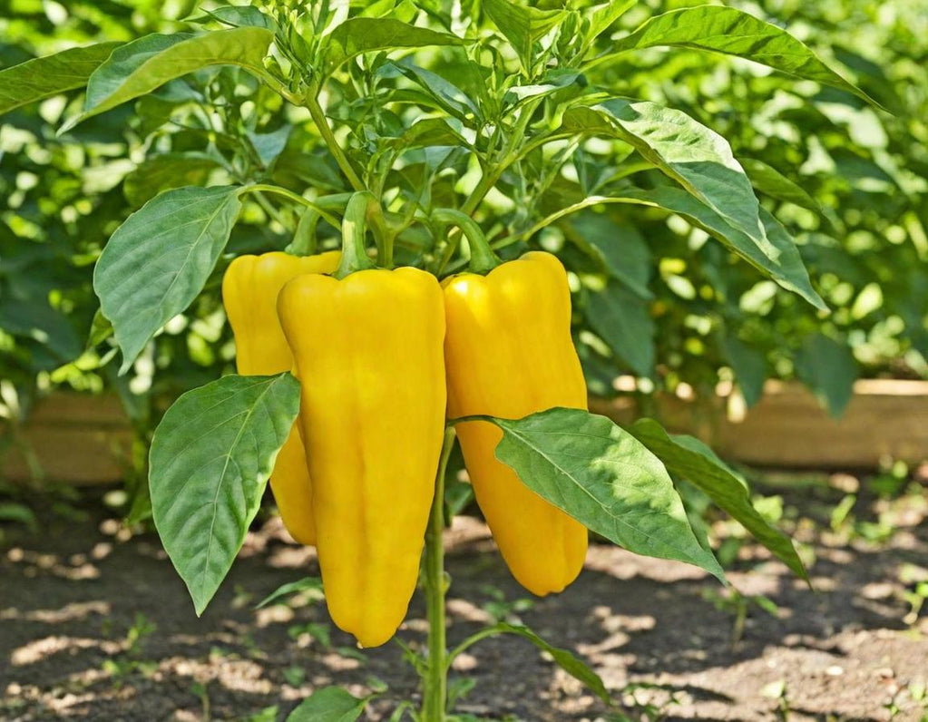 Italian Sweet Pepperoncini Peppers