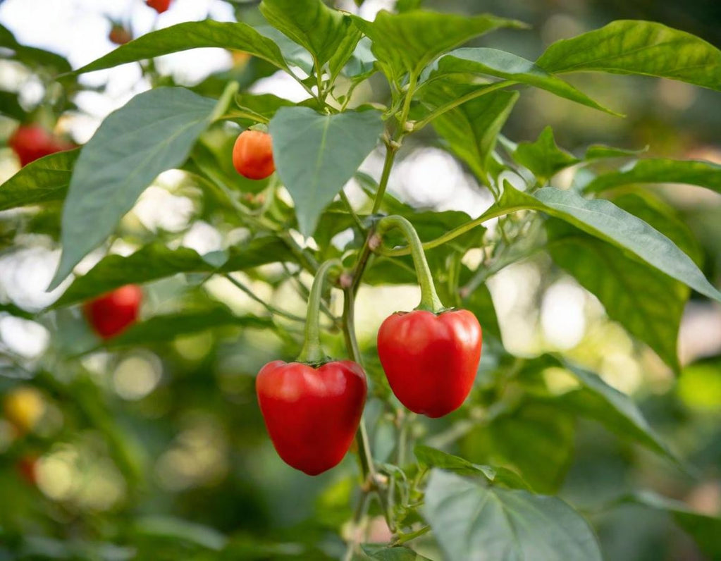 Pimento Sweet Peppers