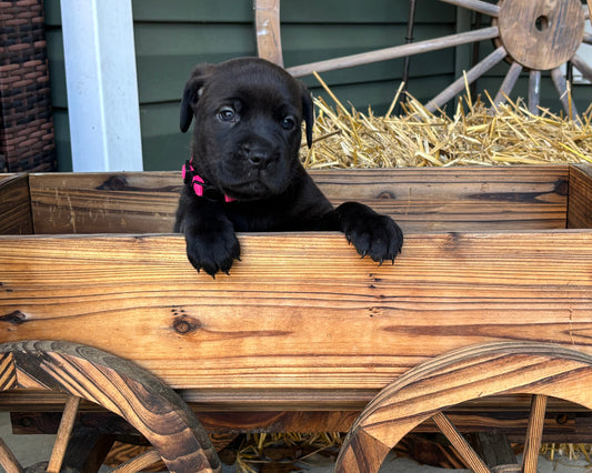 Pink Collar - Chocolate Female