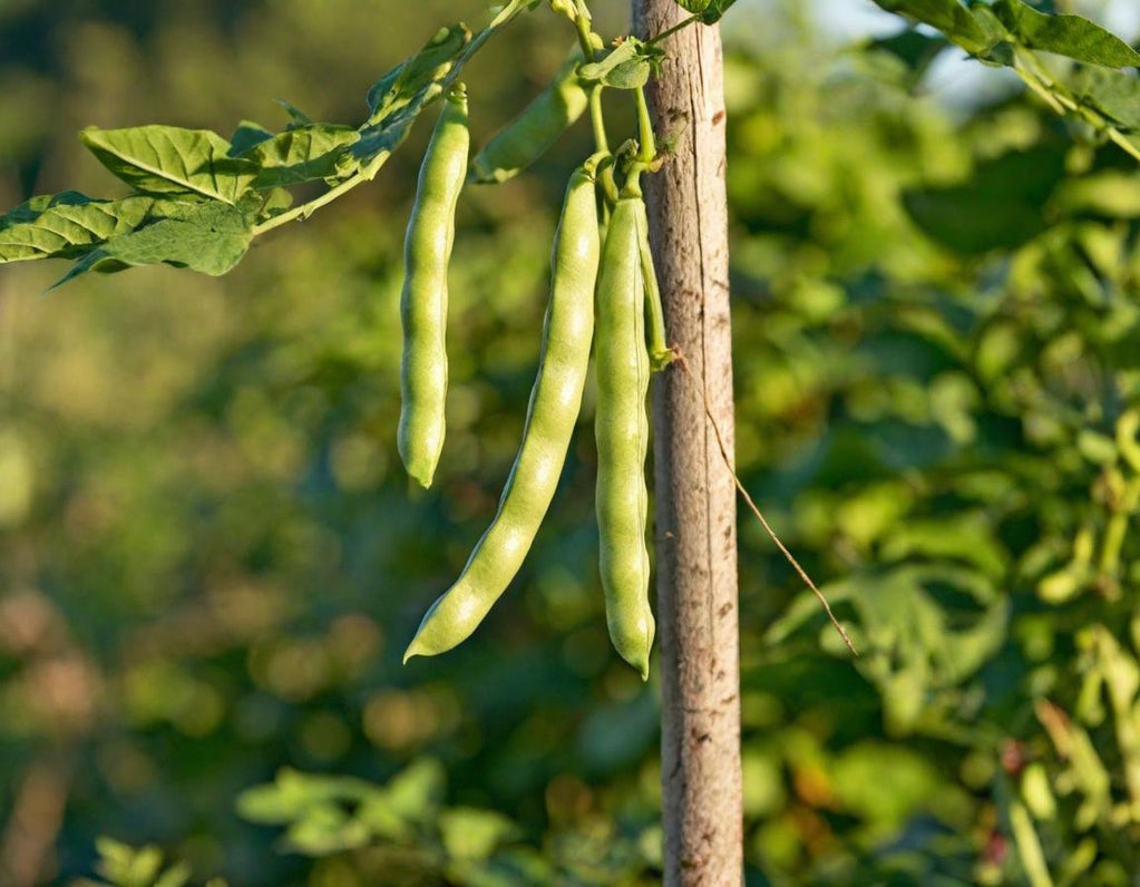 Pinto Beans