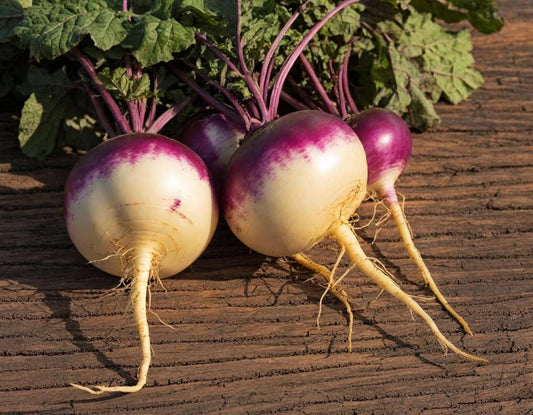 American Purple Top Rutabagas
