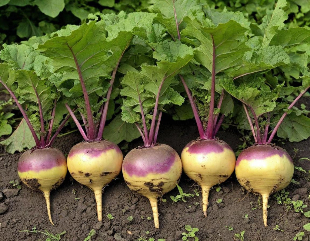 American Purple Top Rutabagas