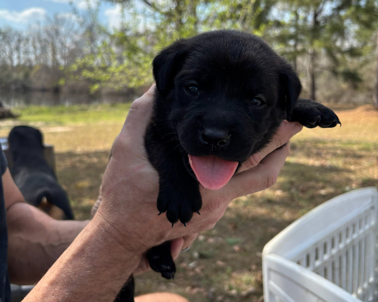 Red Collar - Black Female