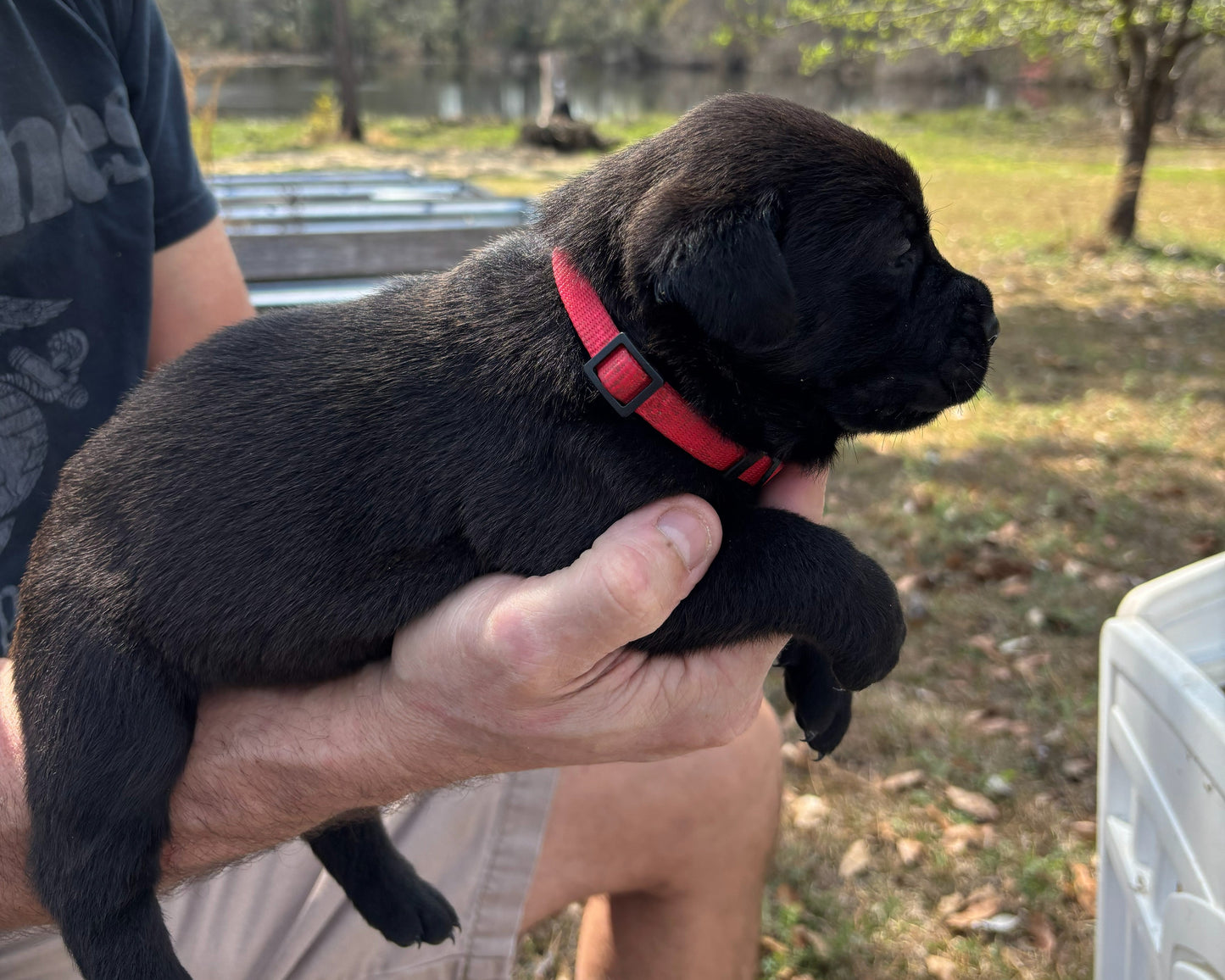 Red Collar - Black Female
