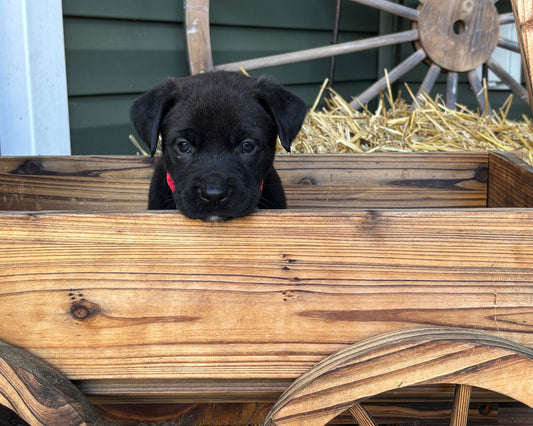 Red Collar - Black Female