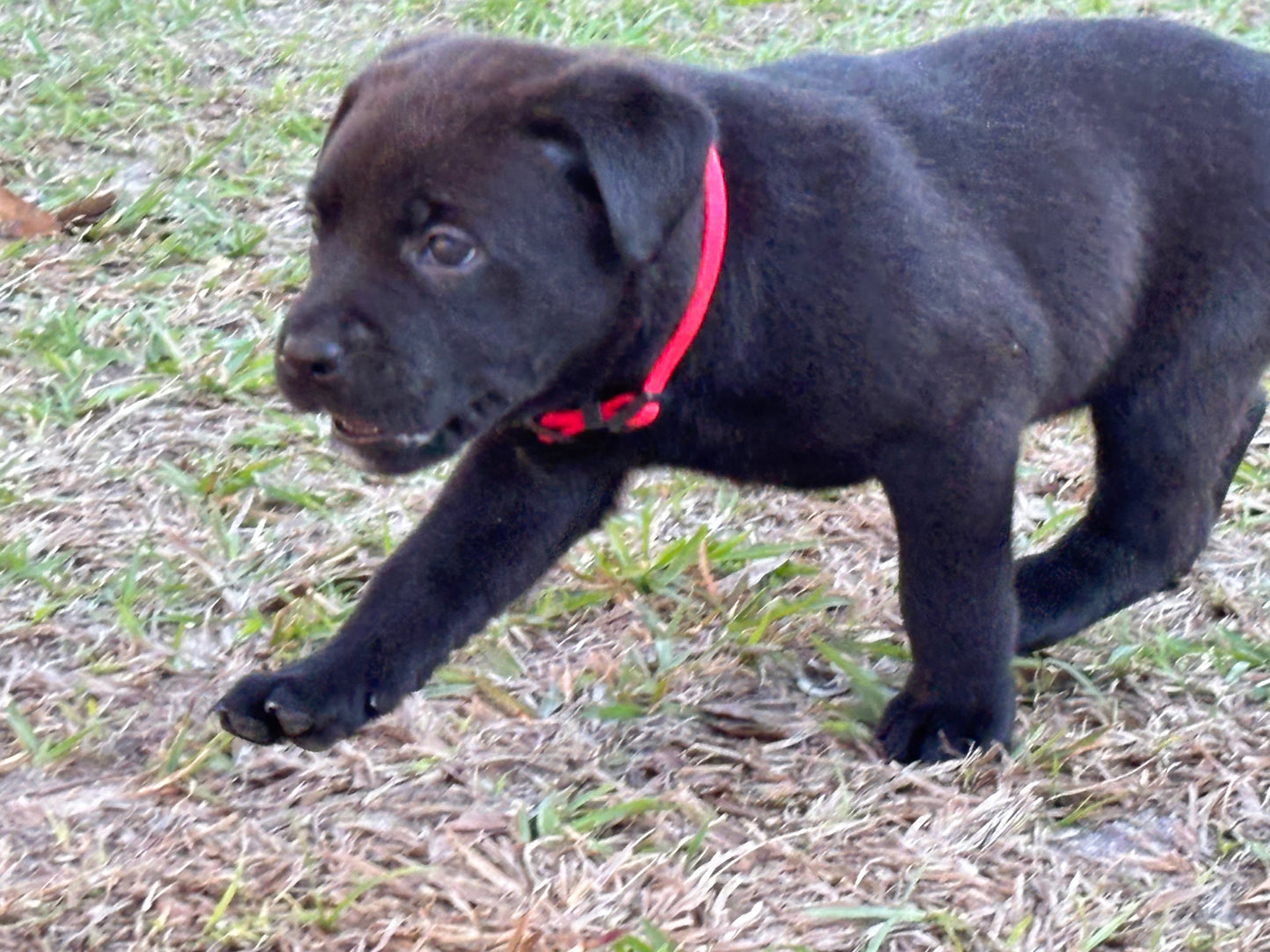 Red Collar - Black Female