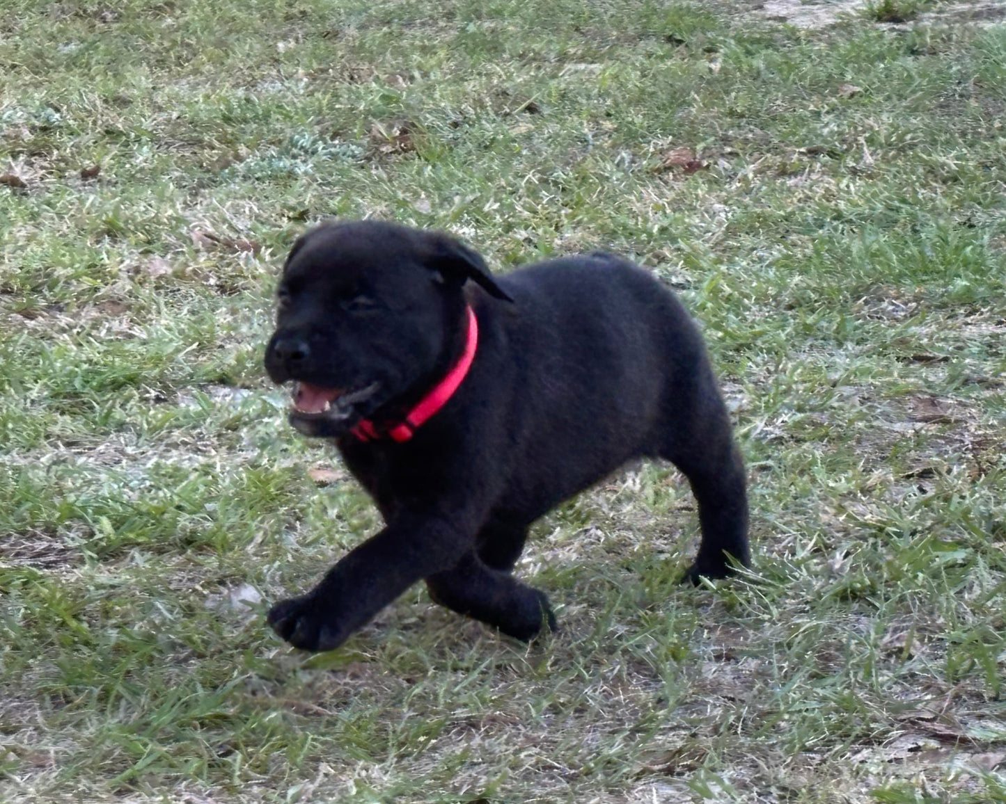Red Collar - Black Female