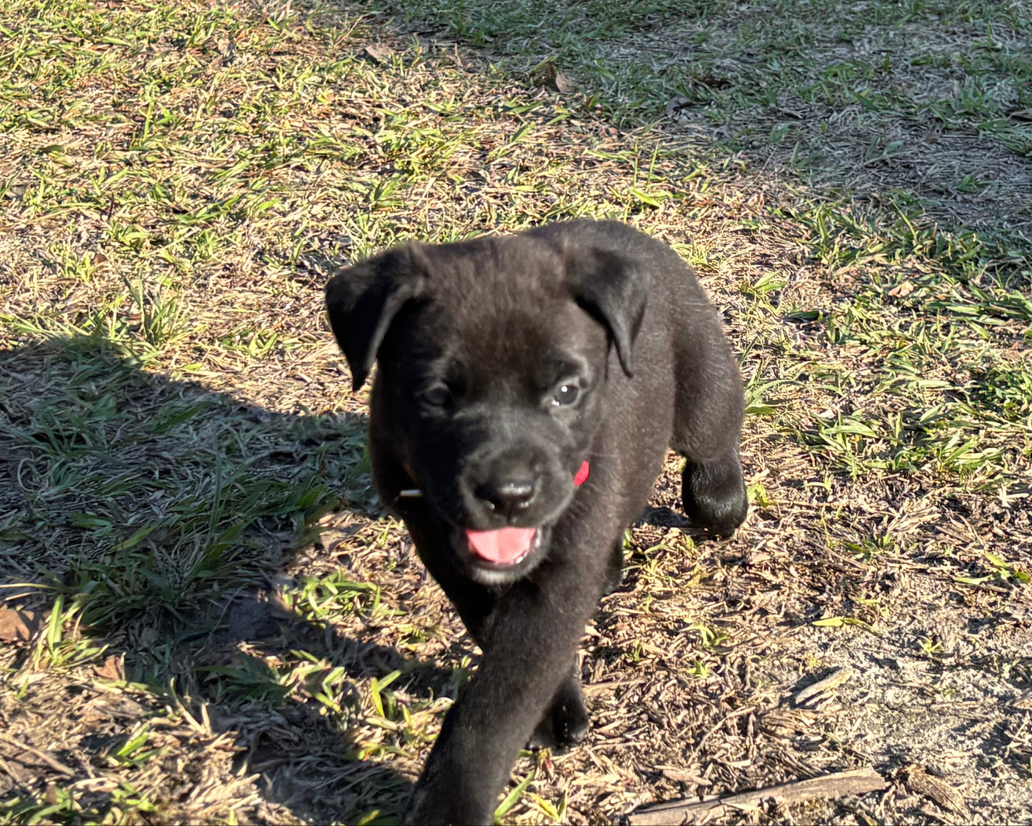 Red Collar - Black Female