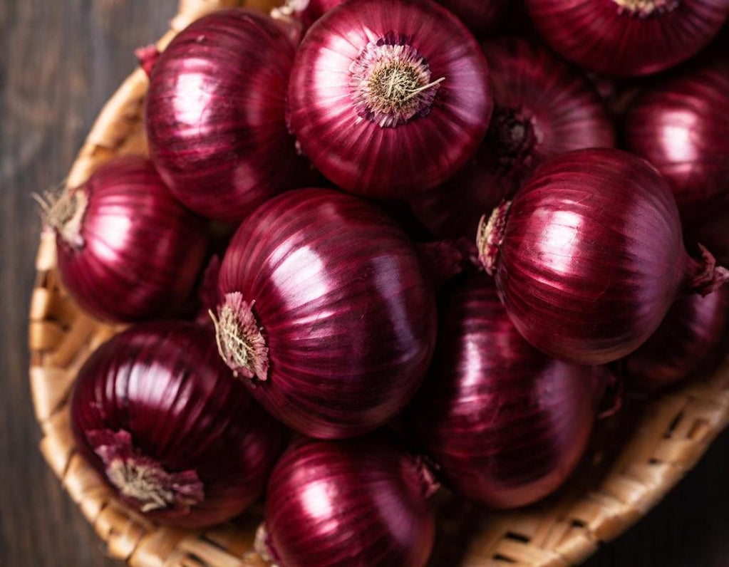 Red Burgundy Onions Short Day