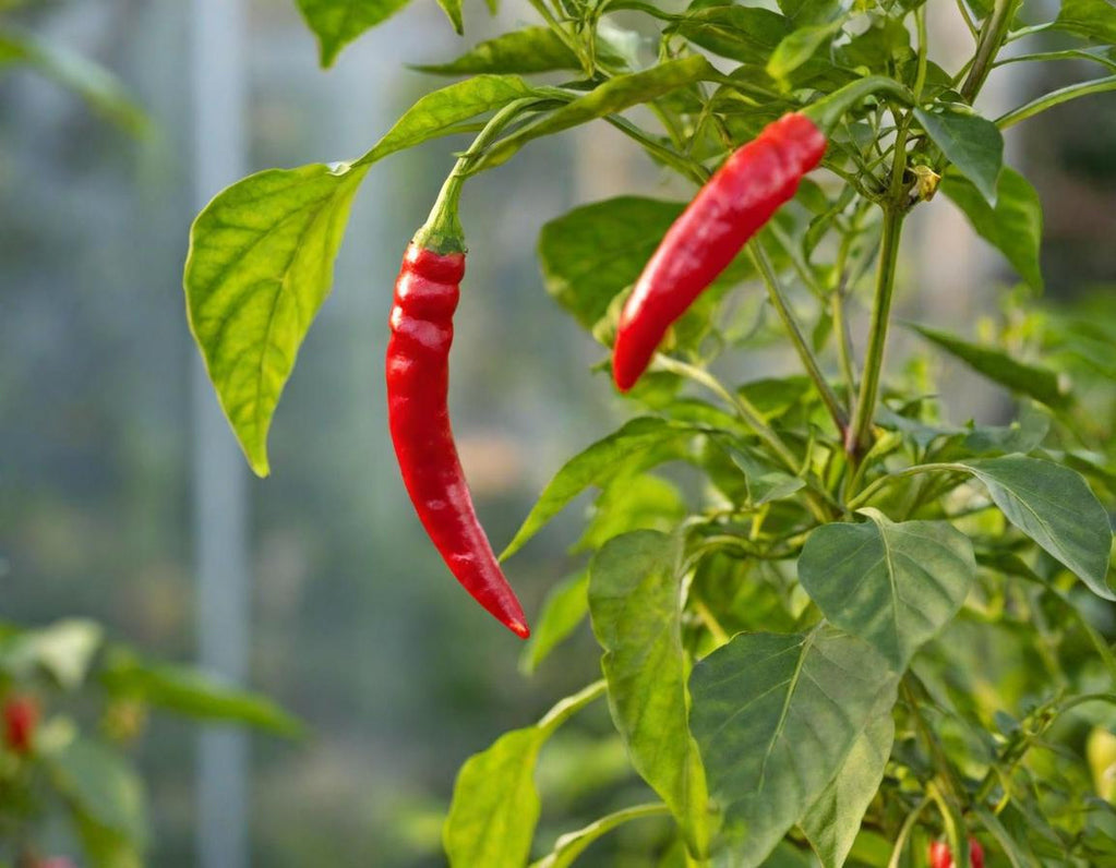 Small Red Chili Hot Peppers