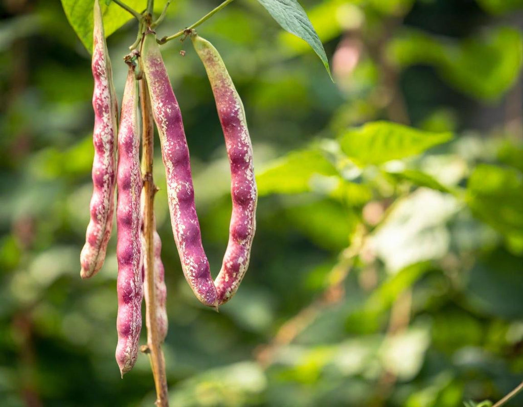 Dark Red Kidney Beans