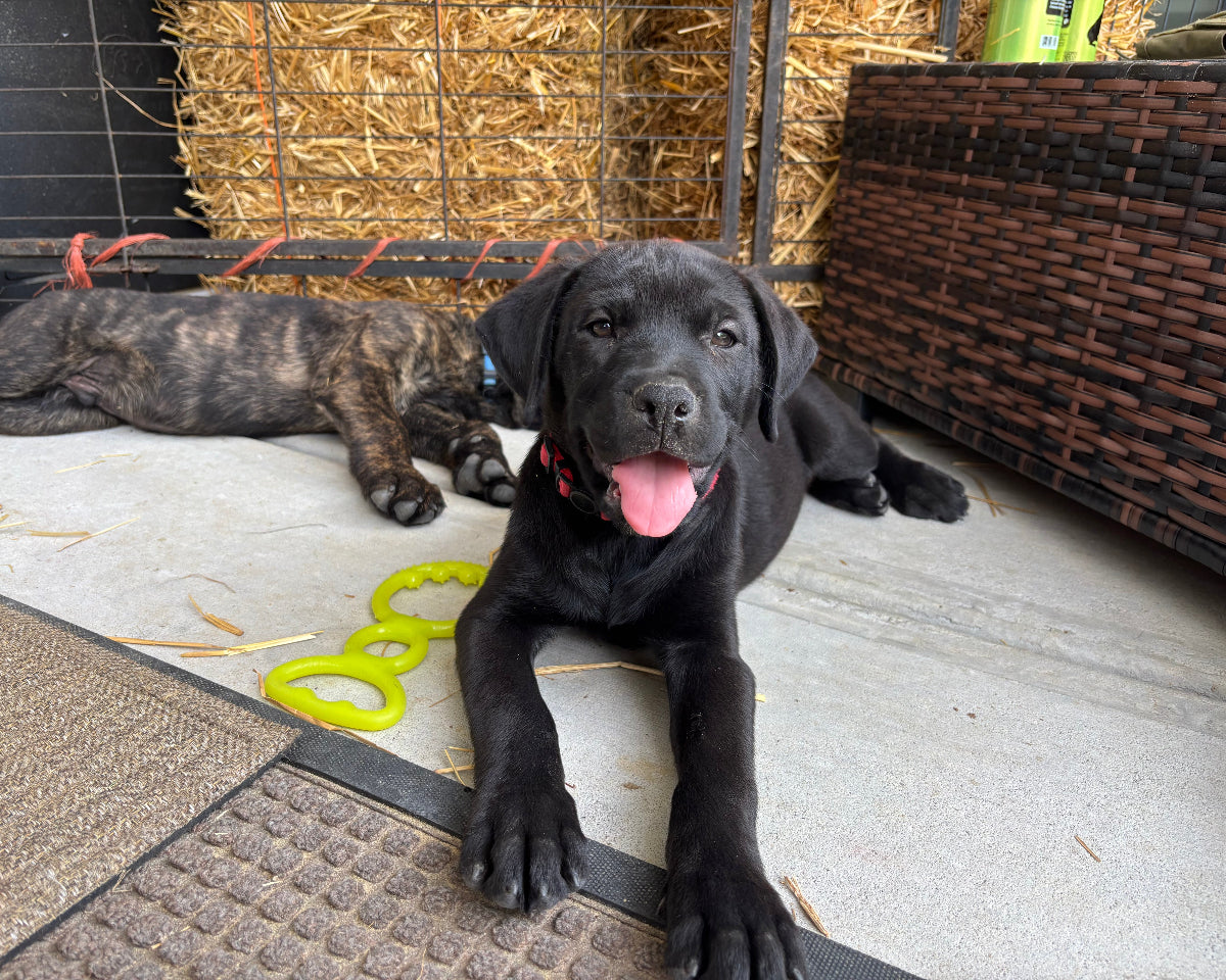Red Collar - Black Female