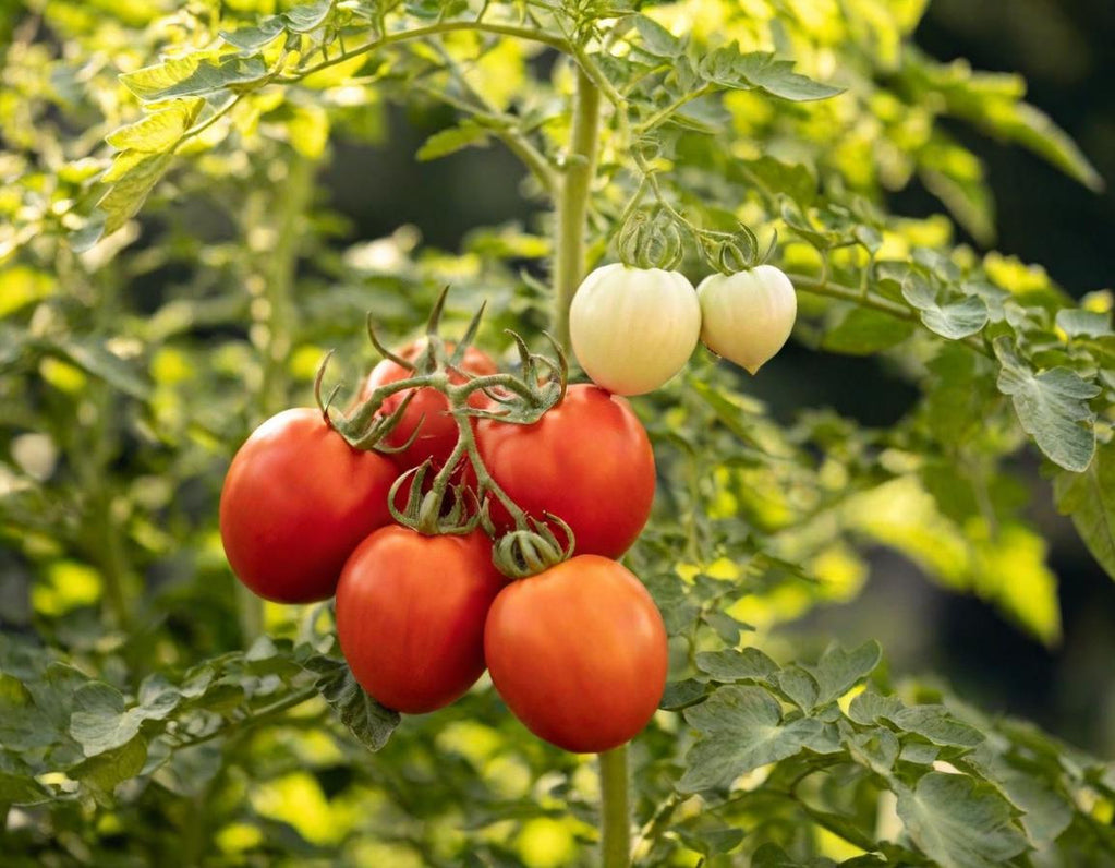 Roma VF Tomato
