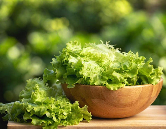 Salad Bowl Green Lettuce