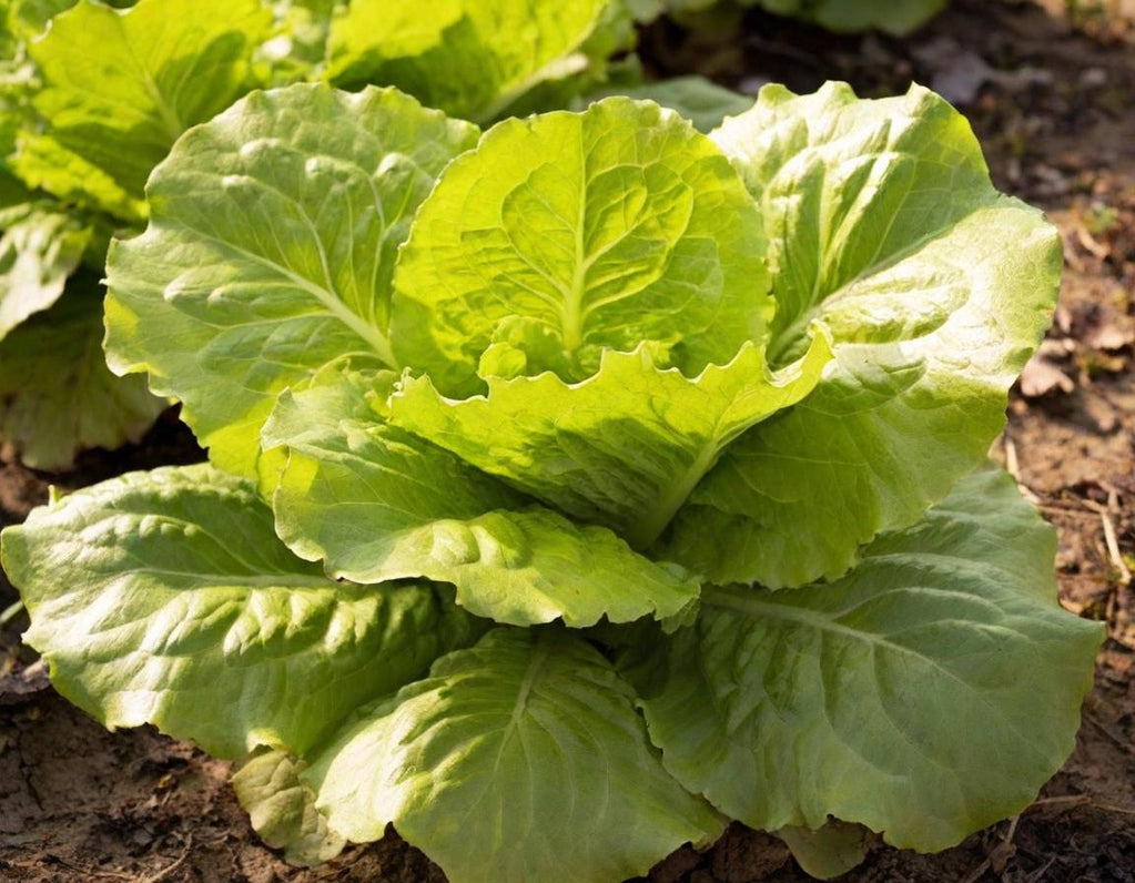 Salad Bowl Green Lettuce