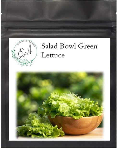 Salad Bowl Green Lettuce
