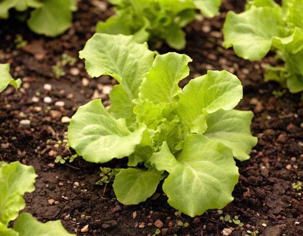 Salad Bowl Green Lettuce