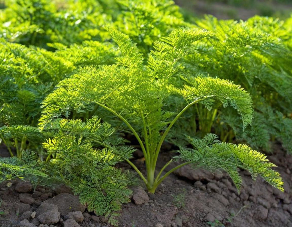 Scarlet Nantes Carrots