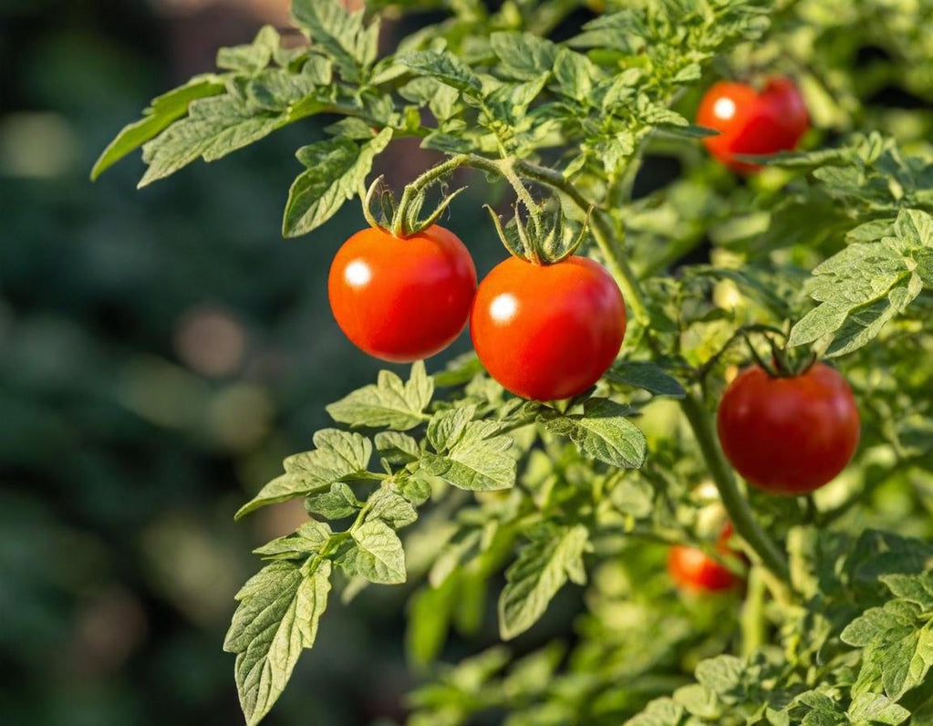 Small Red Cherry Tomato