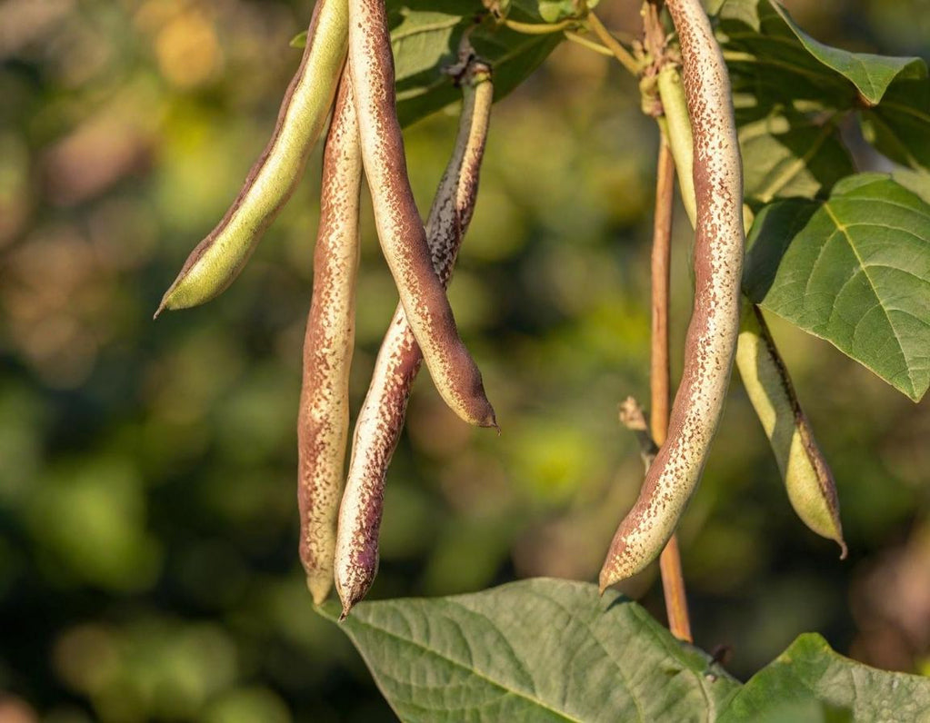 Spanish Tolosana Beans
