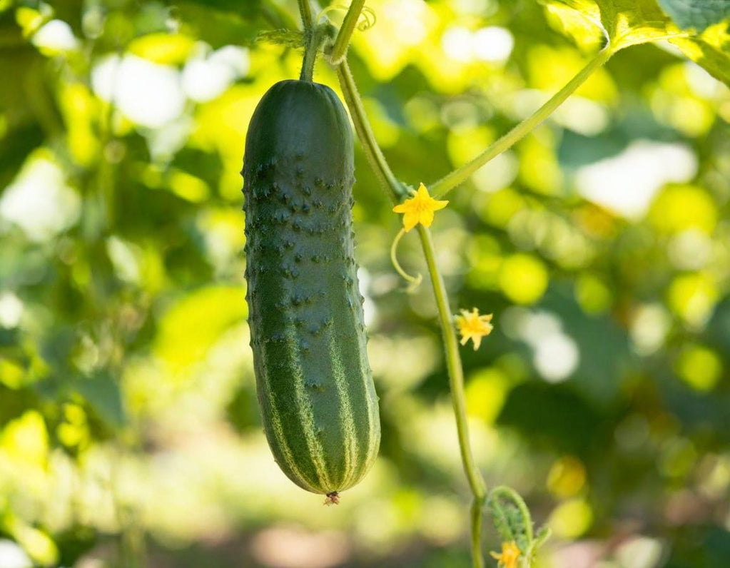 Straight 8 Cucumber