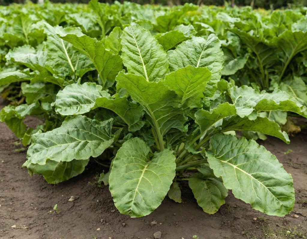 Sugar Beets