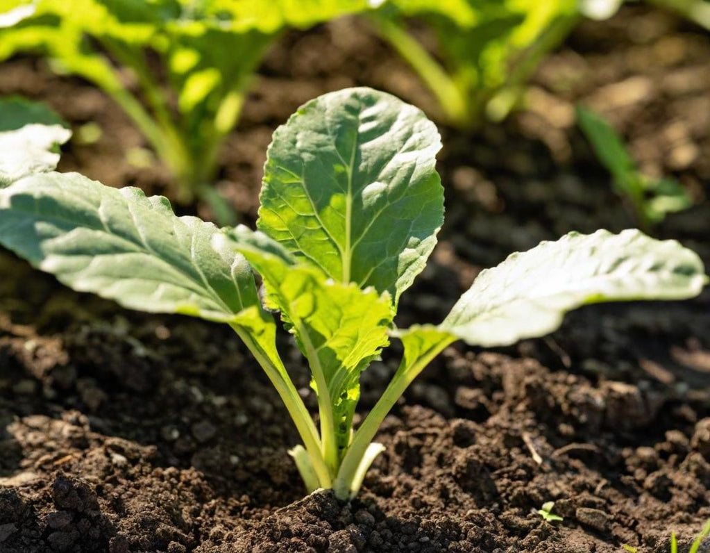 Sugar Beets