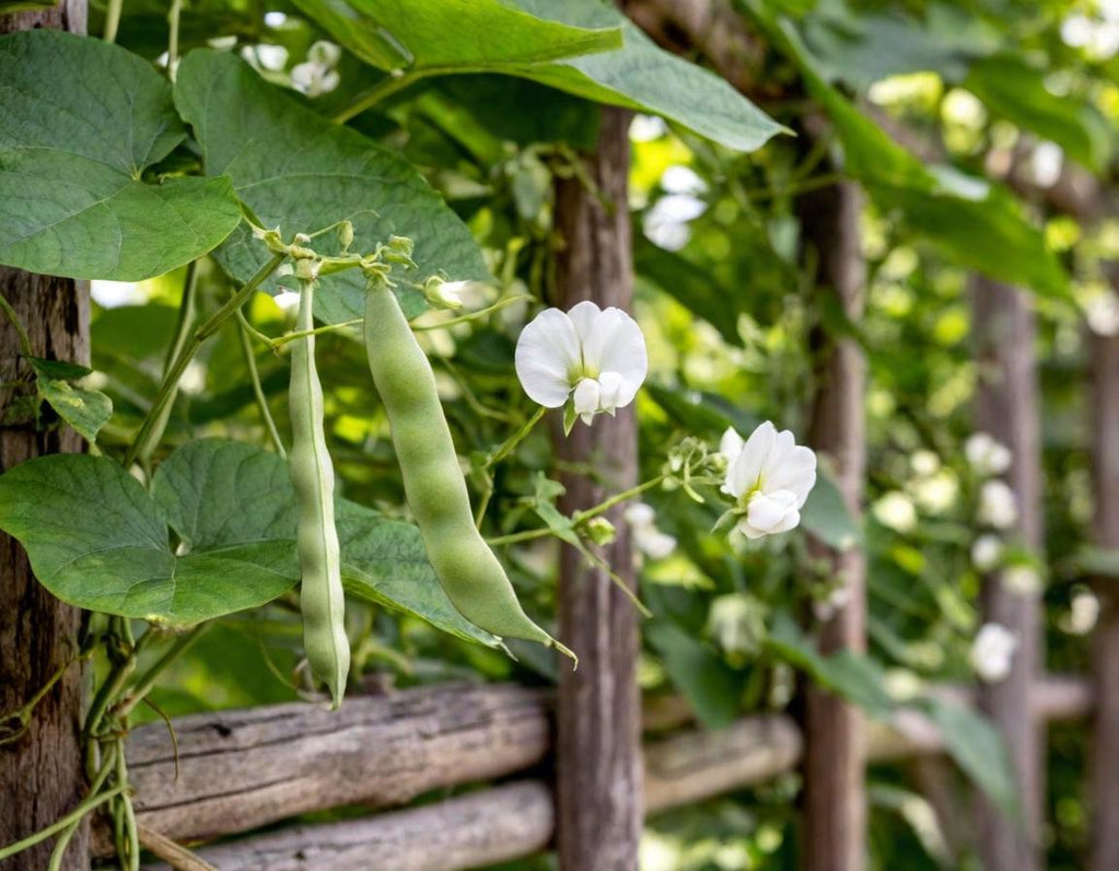 Sweet White Runner Beans