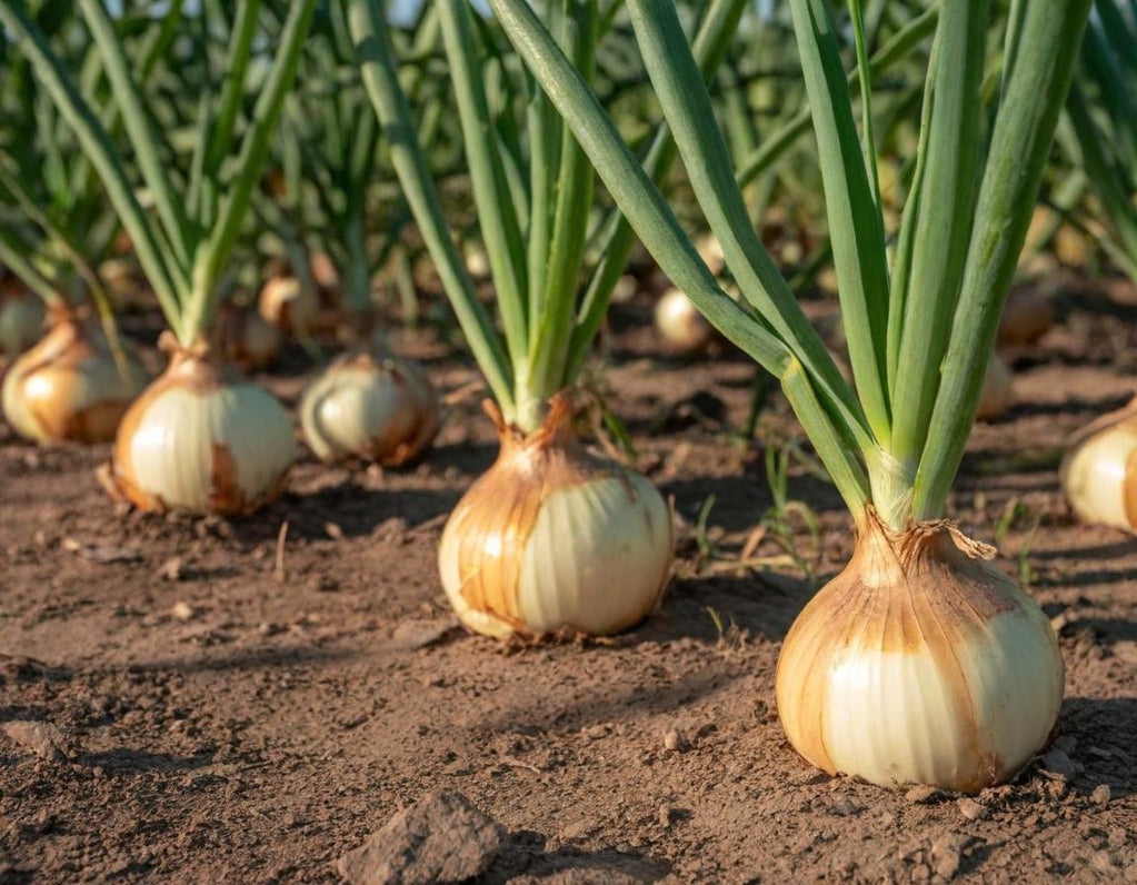 Texas 1015 Super Sweet Onions Short Day