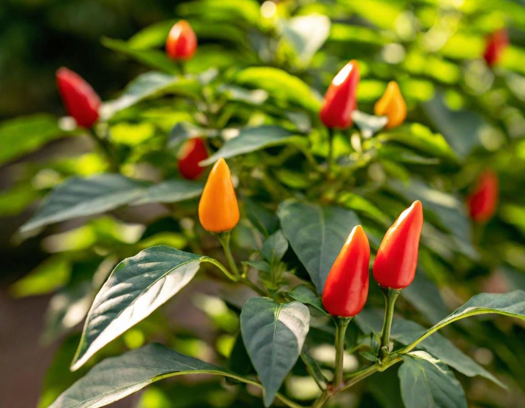 Tabasco Hot Peppers
