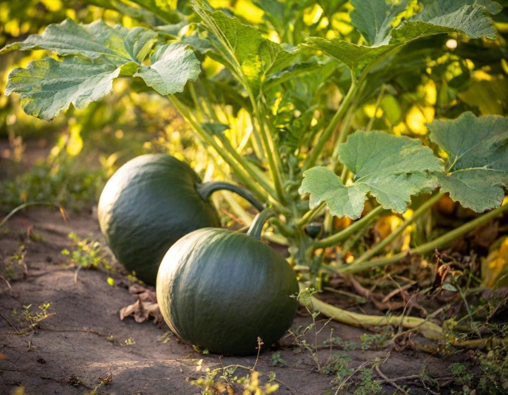 Table King Bush Winter Squash
