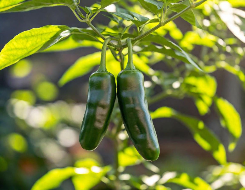 Tam Jalapeño Mild Peppers