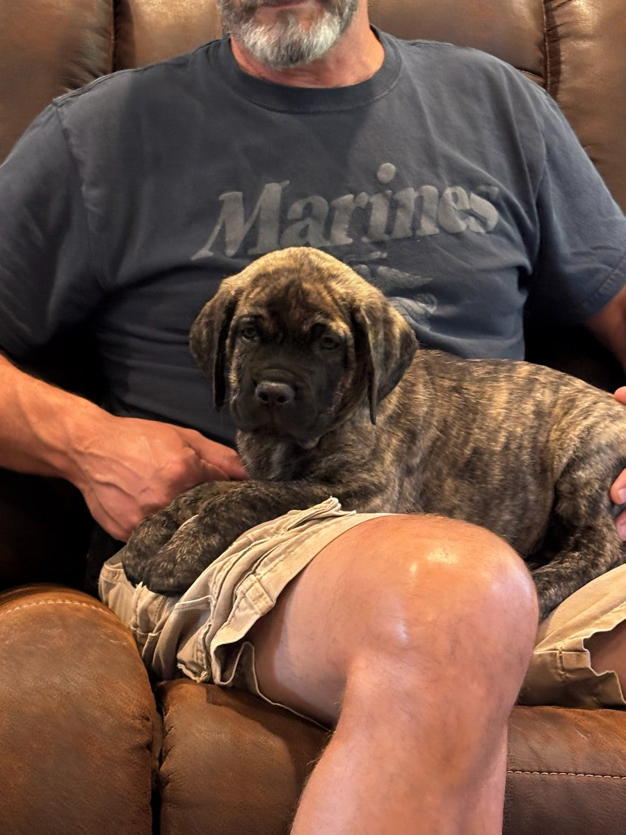 Achilles - South Carolina