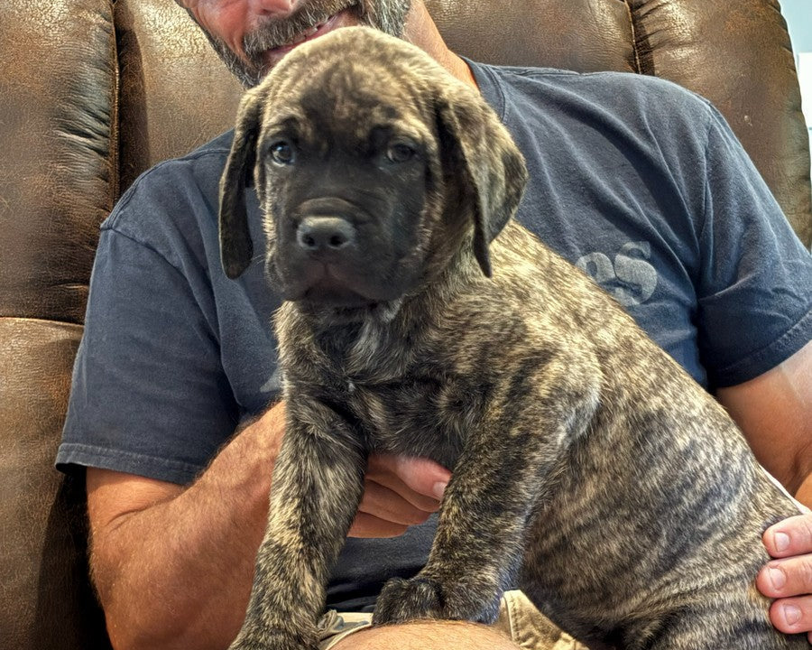 Achilles - South Carolina