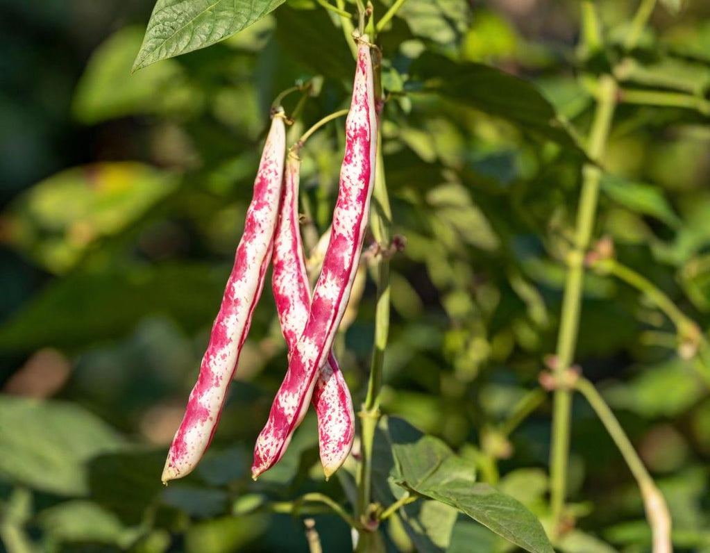 Topazio Beans
