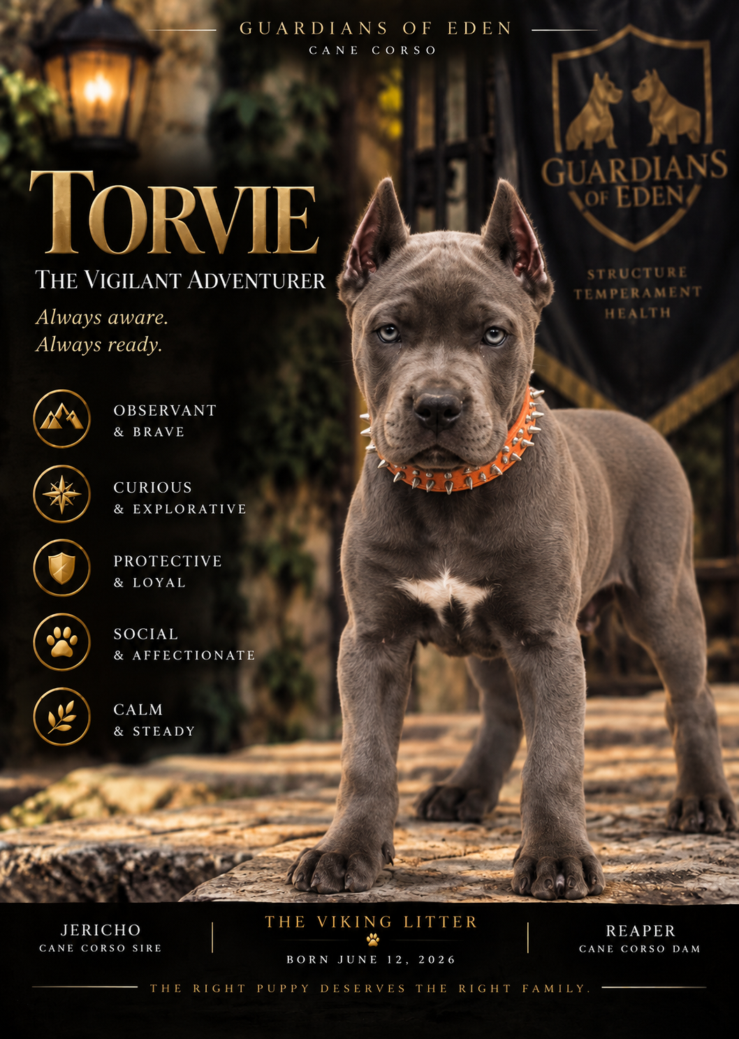 Torvie - The Vigilant Adventurer