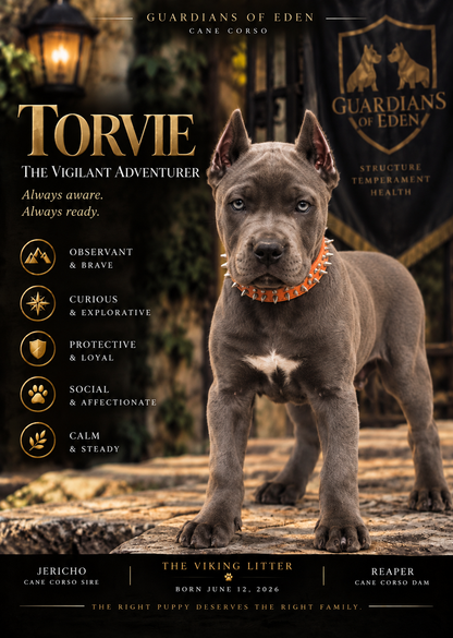 Torvie - The Vigilant Adventurer