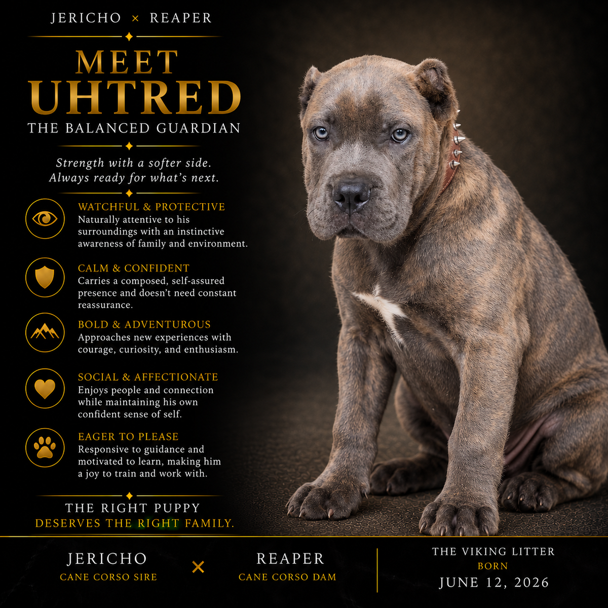 Uhtred - The Balanced Guardian