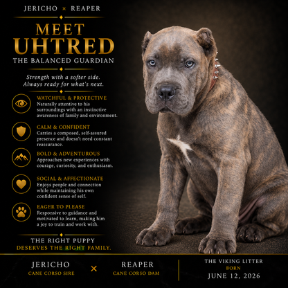 Uhtred - The Balanced Guardian