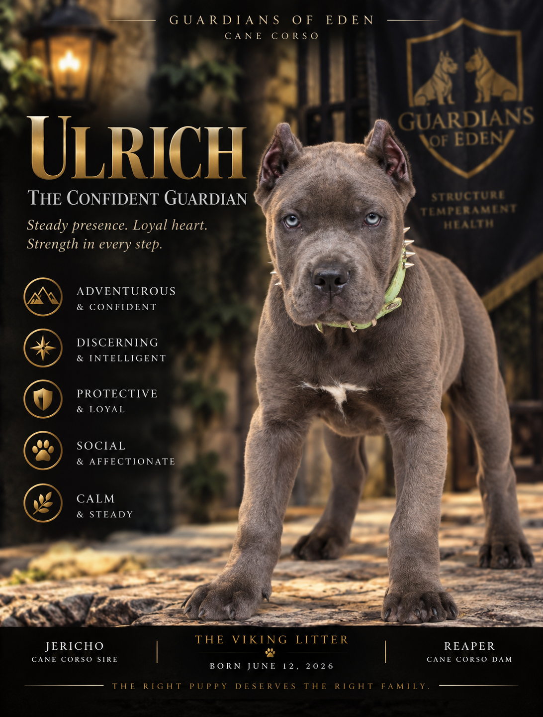 Ulrich - The Confident Guardian